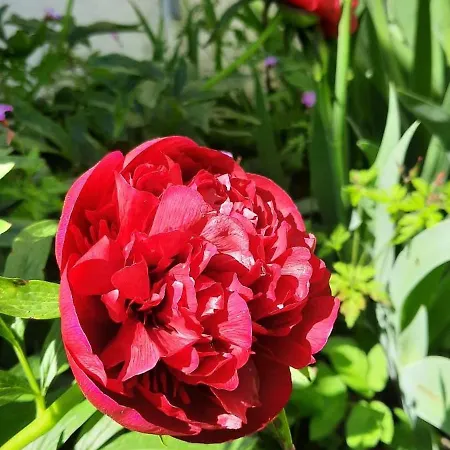 Au Petit Verger * Masevaux-Niederbruck