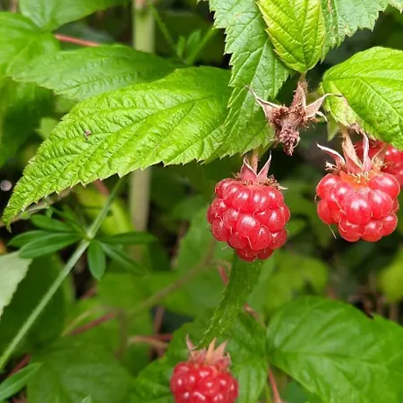 Au Petit Verger * Masevaux-Niederbruck